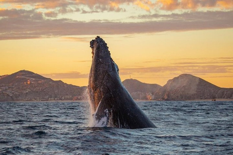 Los Cabos: Whale Watching Glass-Bottom Boat Tour Catamaran Boat Tour