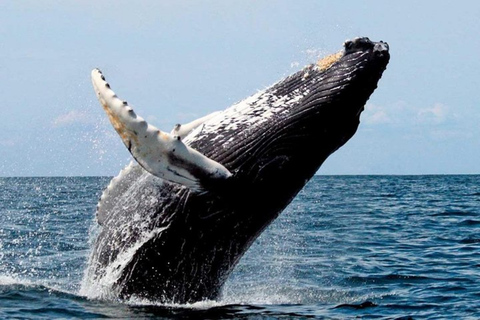 Los Cabos: Whale Watching Glass-Bottom Boat Tour Catamaran Boat Tour