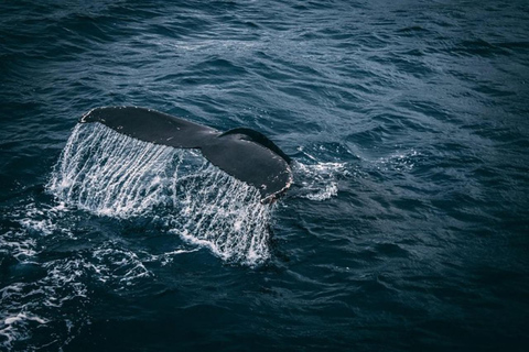 Los Cabos: Whale Watching Glass-Bottom Boat Tour Catamaran Boat Tour