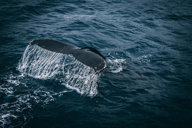 Los Cabos: Whale Watching Glass-Bottom Boat Tour Catamaran Boat Tour