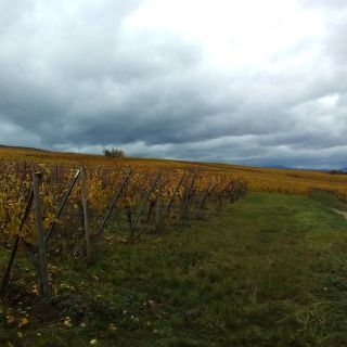 From Colmar or Basel: Baden-Württemberg Winery Tour