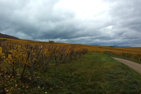 Z Colmar lub Bazylei: Wycieczka do winiarni Baden-Württemberg