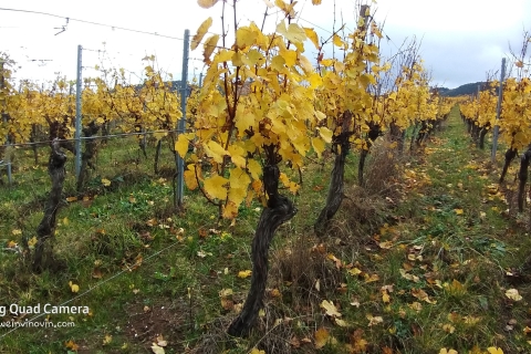 Au départ de Colmar ou de Bâle : Visite des vignobles du Bade-Wurtemberg