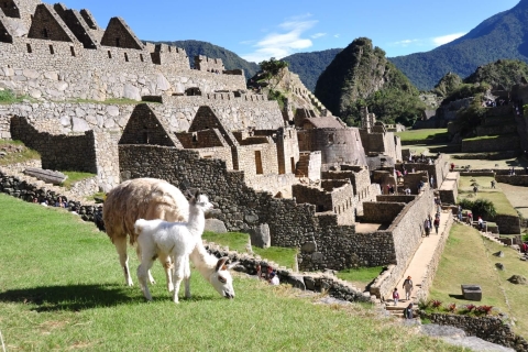 Excursion d'une journée à Cusco et au Machu Picchu