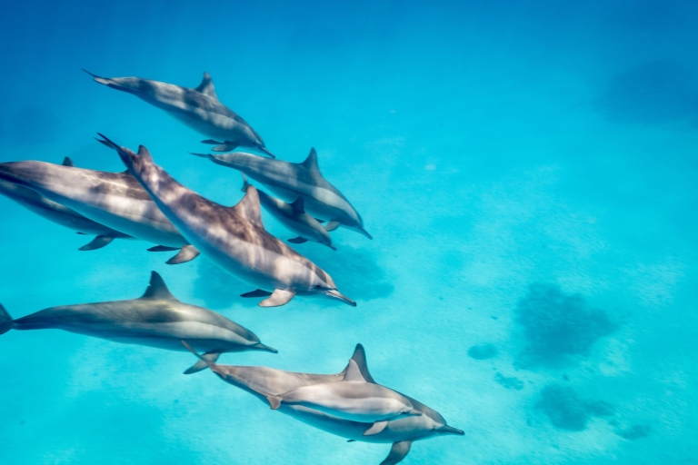Baie de Makadi : Tour en bateau pour l'observation des dauphins avec visite privéeObservation des dauphins en bateau rapide et plongée en apnée avec transfert