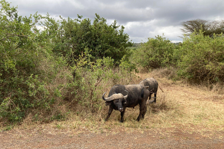 Visite du parc national et de la ville de Nairobi