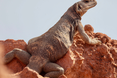 Las Vegas: Dagtrip Valley of Fire en de Zeven Magische Bergen