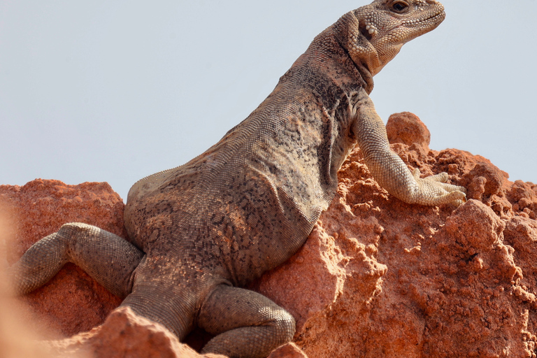 Las Vegas: Dagtrip Valley of Fire en de Zeven Magische Bergen