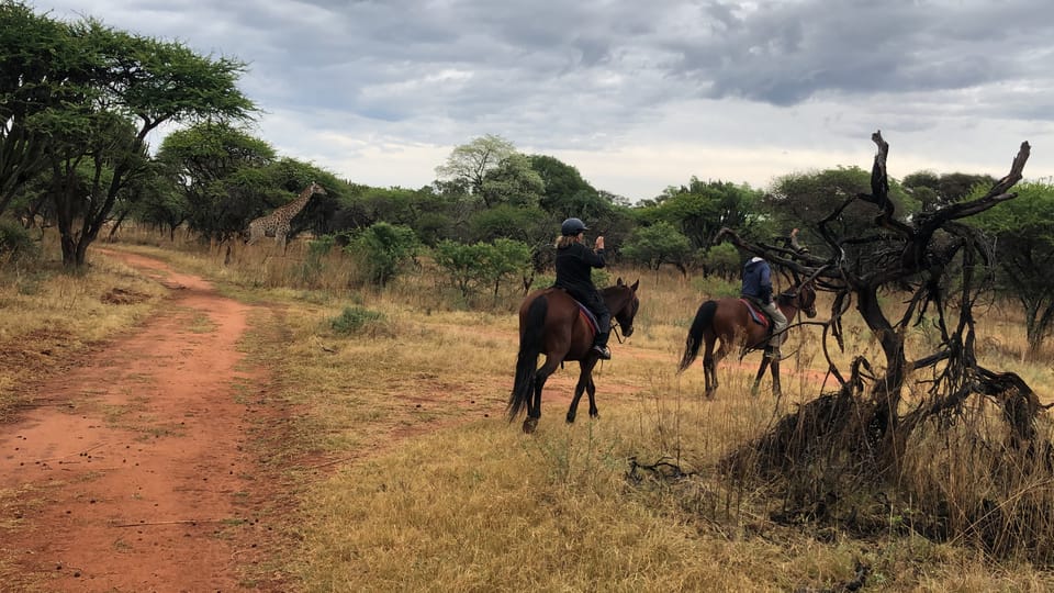 From Johannesburg HorseRiding Safari and Cable Car Tour GetYourGuide
