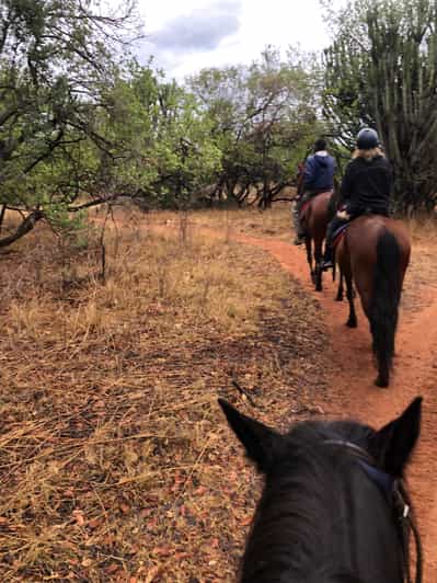 From Johannesburg HorseRiding Safari and Cable Car Tour GetYourGuide