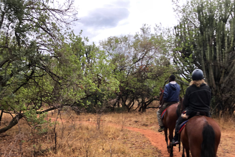 Au départ de Johannesburg : Safari à cheval