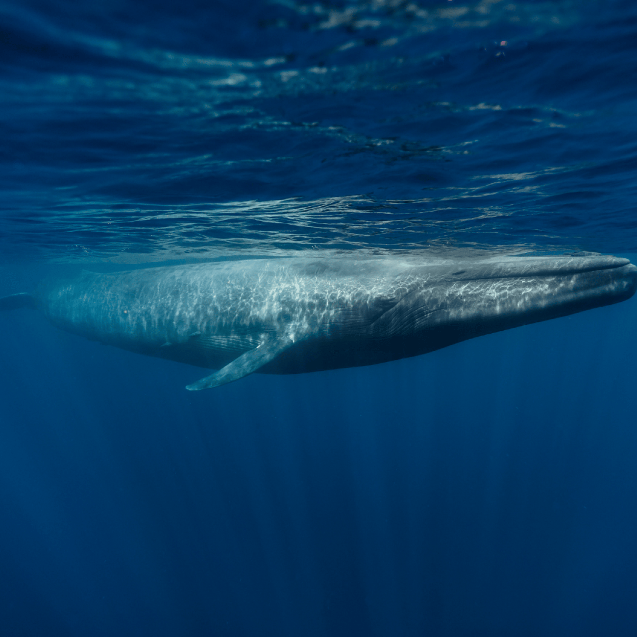 Mirissa: Whale-Watching-Tagestour ab Colombo und Ahungalla