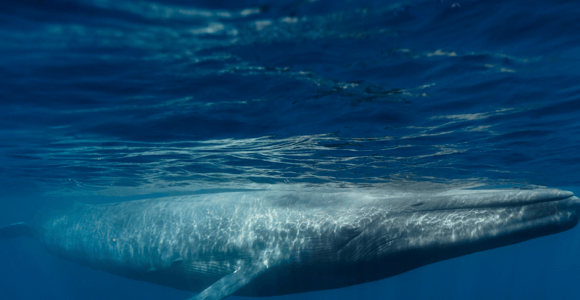 Mirissa: Whale watching day trip from Colombo and Ahungalla