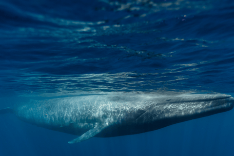 Mirissa: Whale watching day trip from Colombo and Ahungalla Pick up from Kosgoda, Ahungalla, Bentota, Beruwala, Kalutara