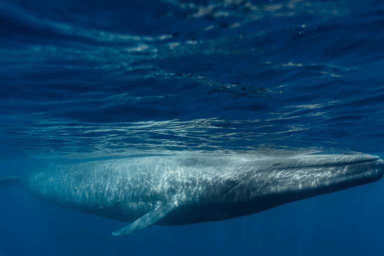 Mirissa: Whale watching day trip from Colombo and Ahungalla Pick up from Kosgoda, Ahungalla, Bentota, Beruwala, Kalutara