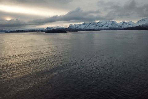 Depuis Tromsø : croisière découverte des baleines et oiseaux