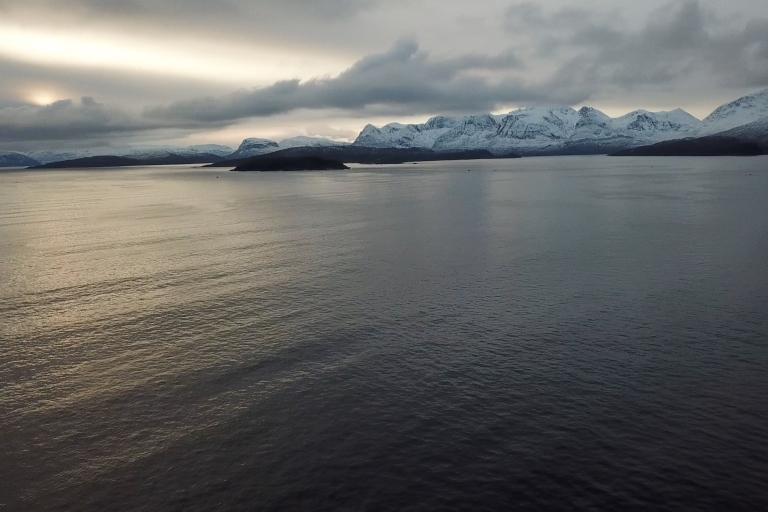 Depuis Tromsø : croisière découverte des baleines et oiseaux