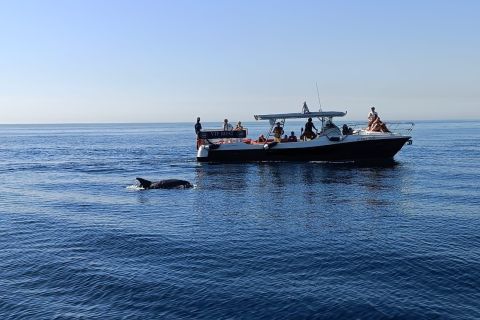 Fuengirola: tour in yacht con osservazione dei delfini con bevande e snack