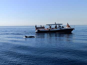 Fuengirola: Fantastic Dolphin Watching Yacht Tour with Drink