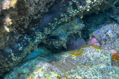 Snorkeling tour and real Tenerife typically lunch