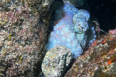 Abades: tour guidato di snorkeling con fotoAbades: Tour guidato di snorkeling con fotografie