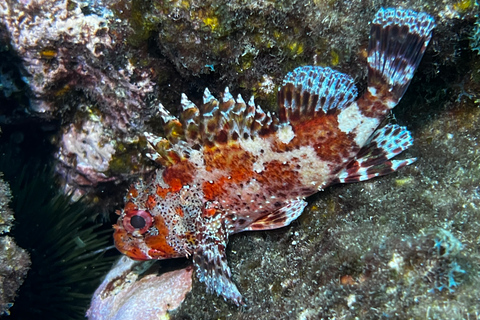 Snorkeling tour and real Tenerife typically lunch