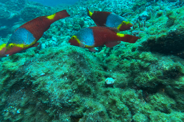 Snorkeling tour and real Tenerife typically lunch