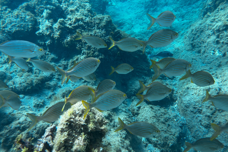 Abades: tour guidato di snorkeling con fotoAbades: Tour guidato di snorkeling con fotografie