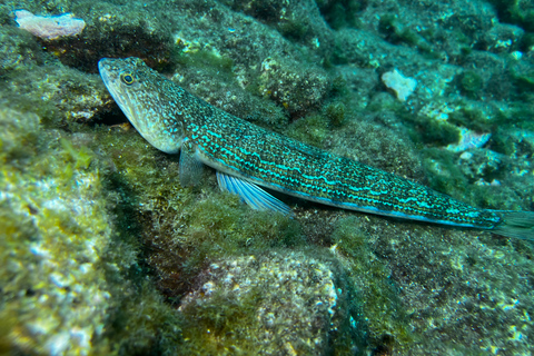 Abades: Guided Snorkeling Tour with Photos