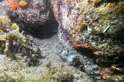 Tenerife: snorkeltocht met lunch en foto's