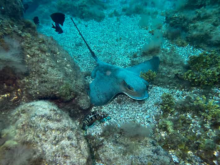 Tenerife: Tour de snorkel con almuerzo y fotos