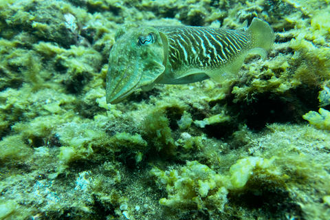 Abades: excursão guiada de mergulho com snorkel com fotosAbades: Tour guiado de mergulho com snorkel com fotos