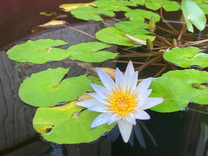 Μάουι Ποτοποιείο, & GlassBlowing Tour w/ Tasting GetYourGuide