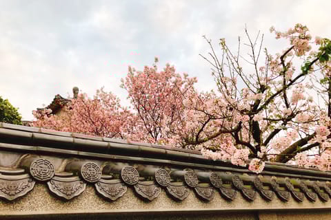 Taipei: Guided Cherry Blossom Day Tour