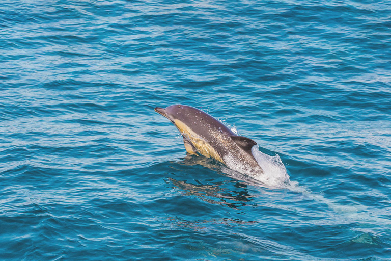 Portimão:Dolphins & Benagil Caves Catamaran-Marine Biologist