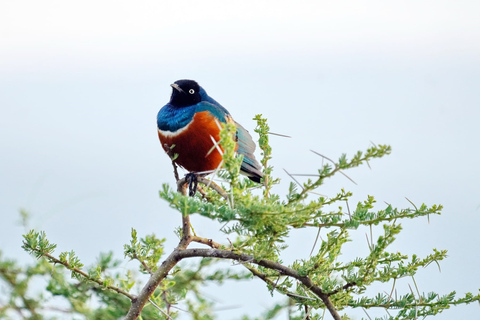 Nairobi : Safari en groupe dans les parcs nationaux