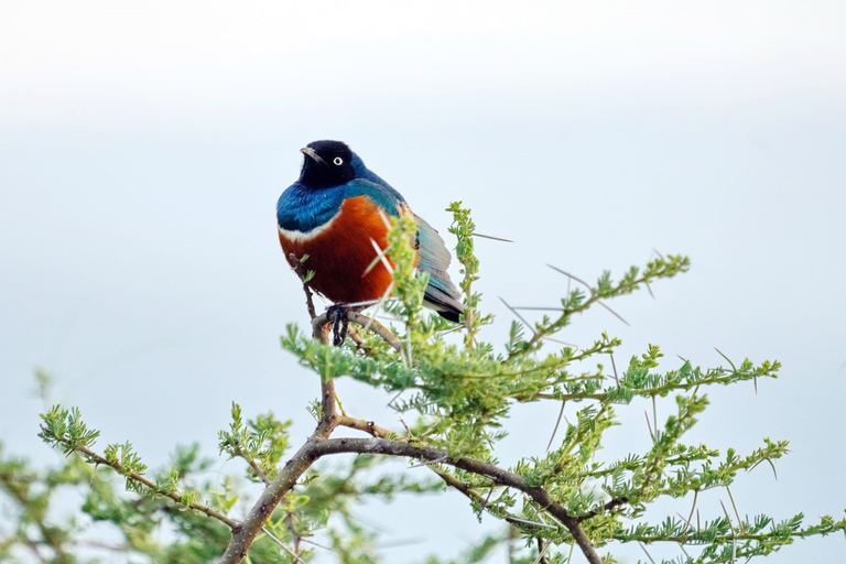 Nairobi : Safari en groupe dans les parcs nationaux