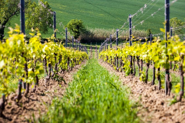 Visit Rimini San Valentino Vineyards Tour with DOC Wine Tastings in Miramare, Italy