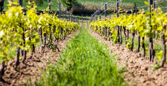Rimini: Weinverkostungen San Valentino DOC