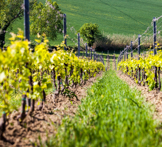 Experiences gastronomiques à Rimini