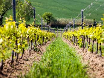 Rimini: degustazioni di vini DOC San Valentino