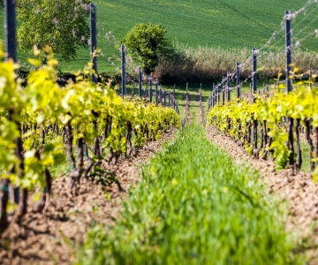 Rimini: San Valentino Vineyards Tour with DOC Wine Tastings