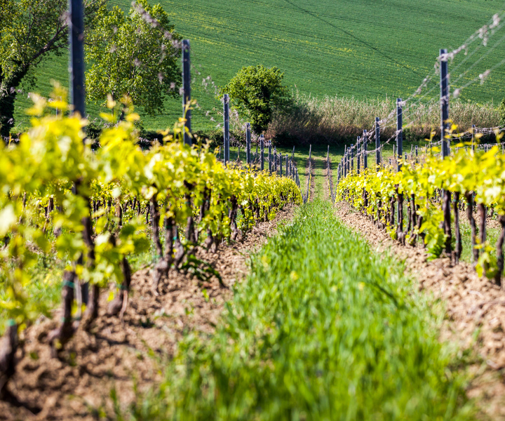 Rimini: San Valentino Vineyards Tour with DOC Wine Tastings