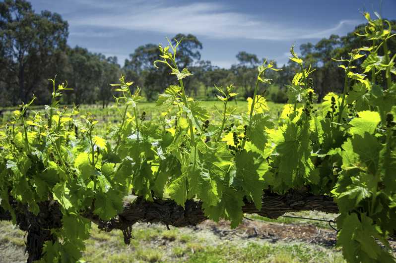 From Adelaide: Barossa Valley Guided Bus Tour