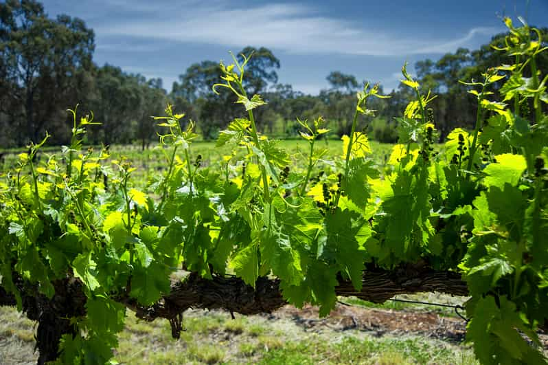 Desde Adelaide: Barossa Valley Guided Bus Tour