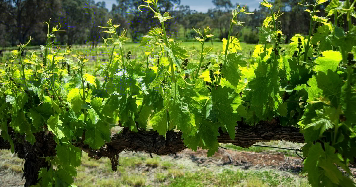 Von Adelaide aus Geführte Bustour durch das Barossa Valley GetYourGuide