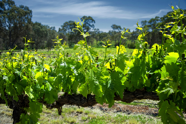 From Adelaide: Barossa Valley Guided Bus Tour Barossa Valley Voyager - Full day small group tour