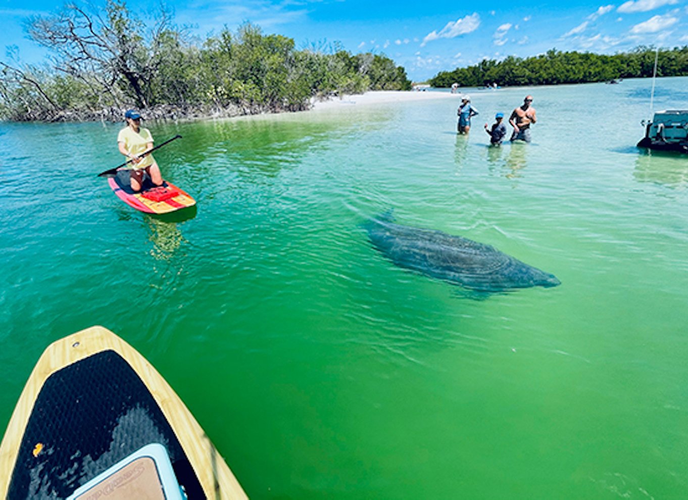 Fort Myers: Guidet Standup Paddleboarding eller Kajak tur
