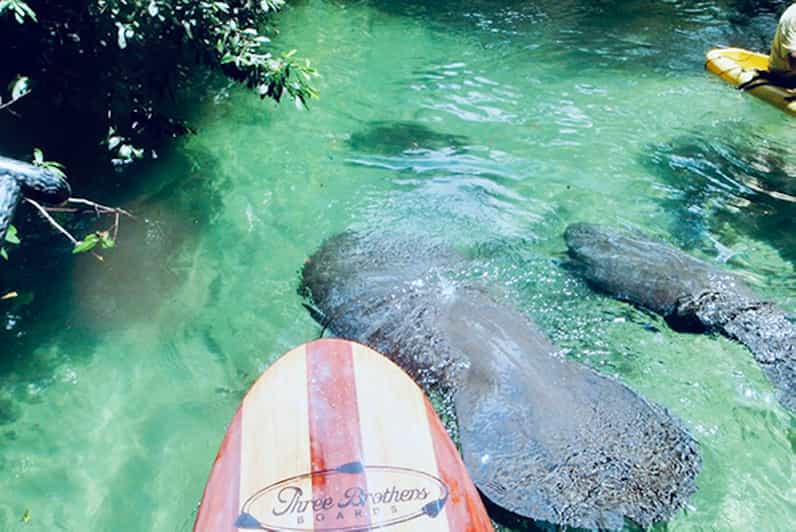 Orange City Blue Spring State Park SUP & Kayaking Tour GetYourGuide