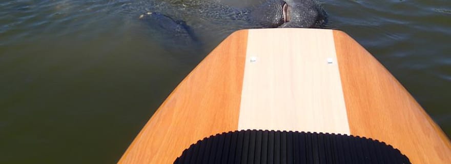 New Smyrna : Excursion guidée d'une demi-journée en SUP ou en kayak sur les voies navigables